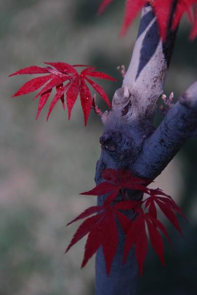 红枫
