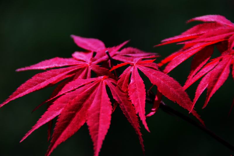 红枫