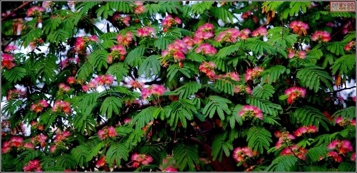 合欢花开