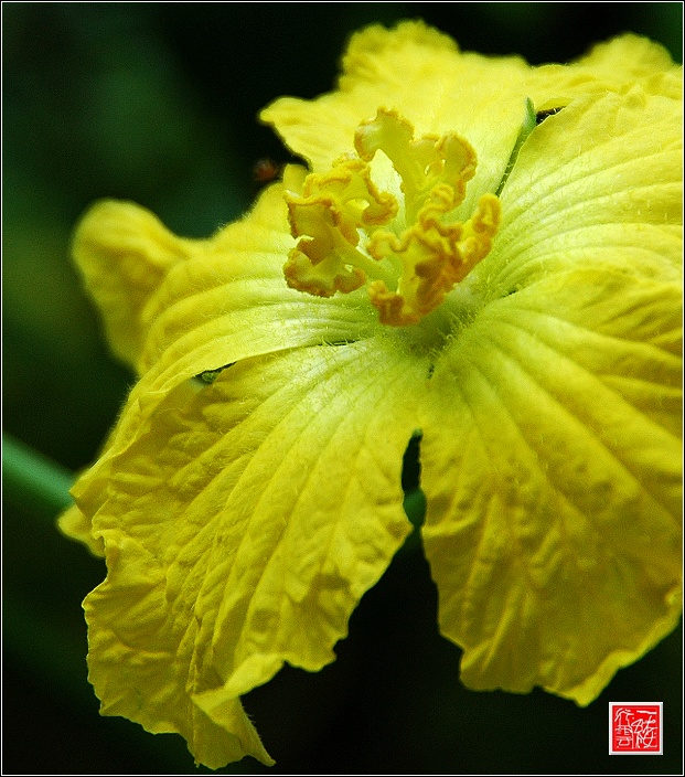 丝瓜花开~~~