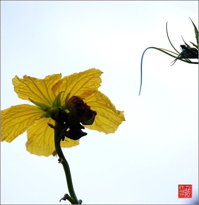 丝瓜花开~~~