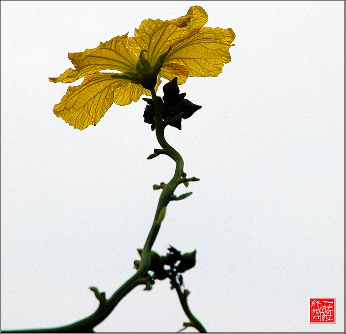 丝瓜花开~~~