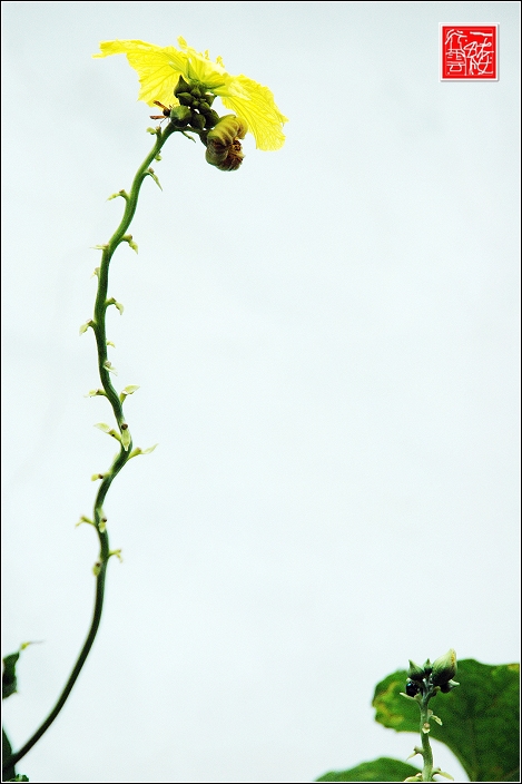 丝瓜花开~~~