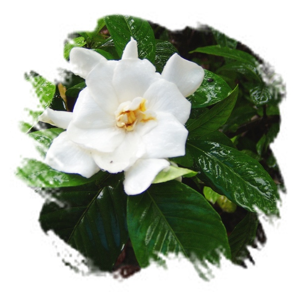 栀子花开