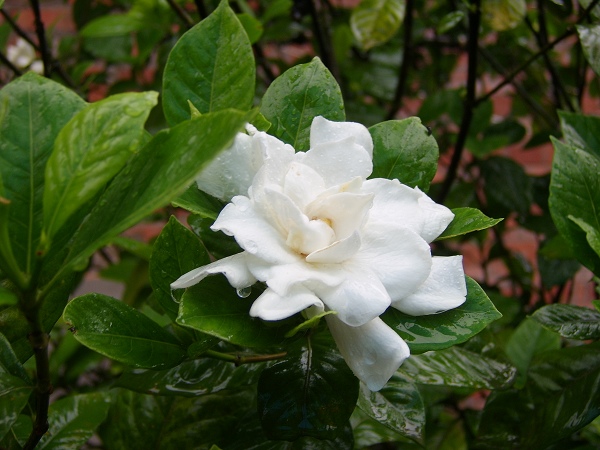 栀子花开