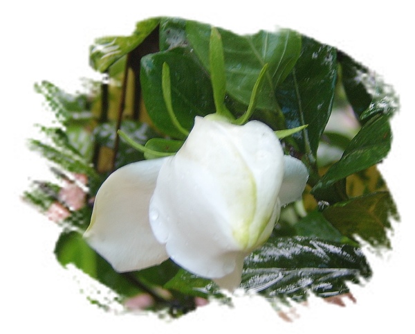 栀子花开