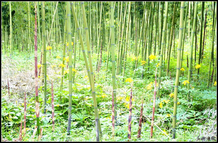苏州水乡—双溪小景