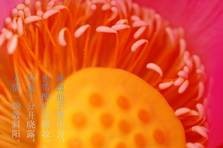 汙泥除尽藉根花