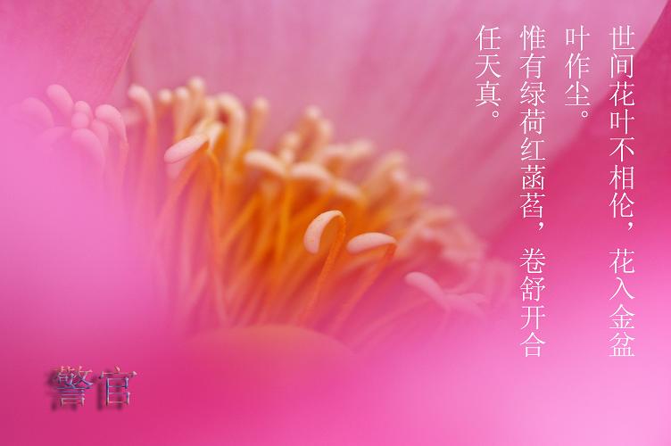 汙泥除尽藉根花