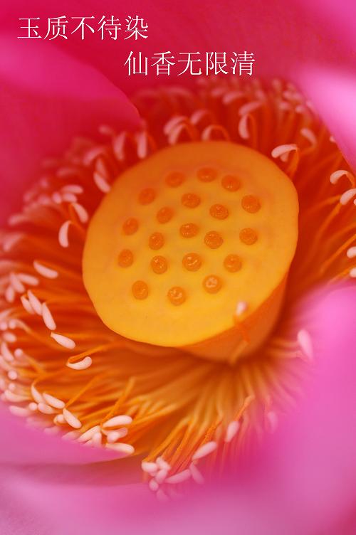 汙泥除尽藉根花