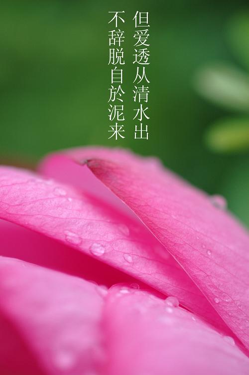 汙泥除尽藉根花