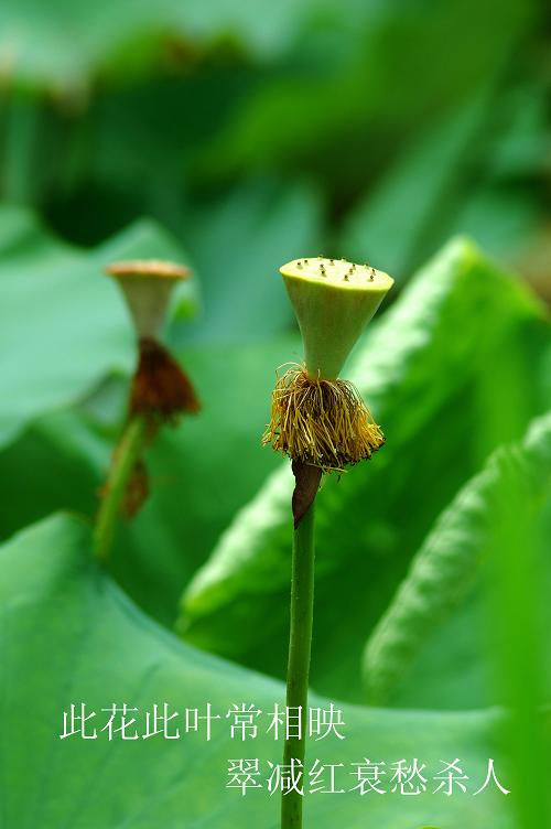 汙泥除尽藉根花