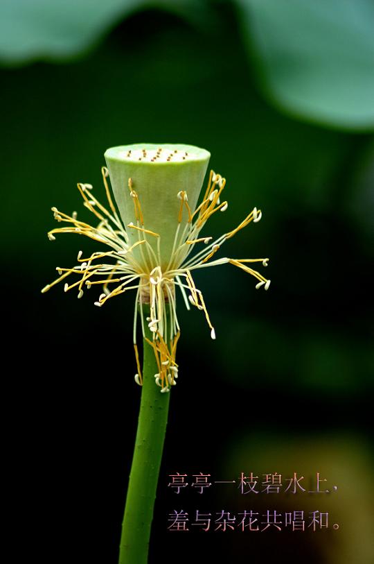汙泥除尽藉根花
