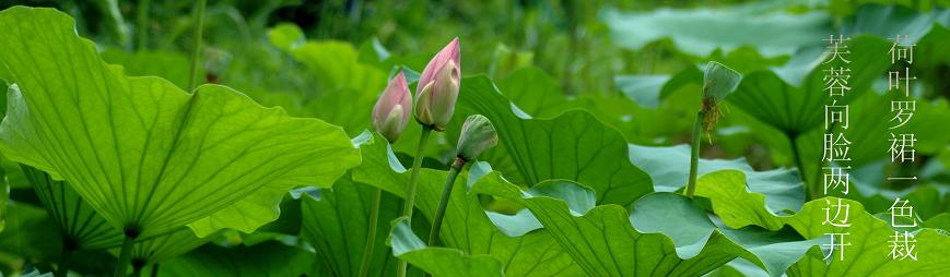 汙泥除尽藉根花