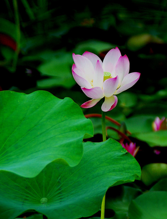 花开花落一样会珍惜
