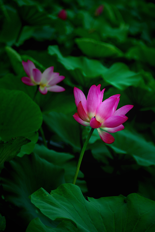 花开花落一样会珍惜