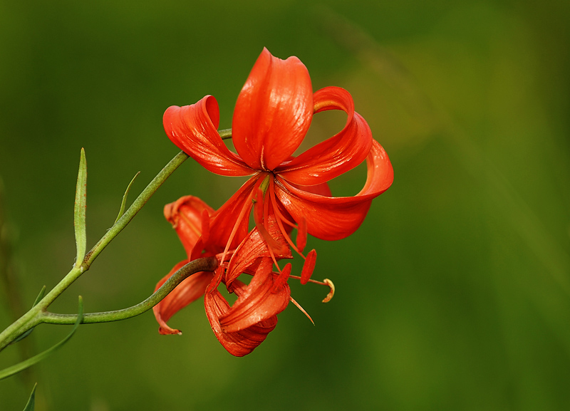 山丹丹开花红艳艳
