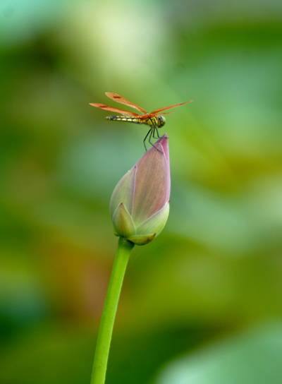 蜻蜓偏爱尖尖角
