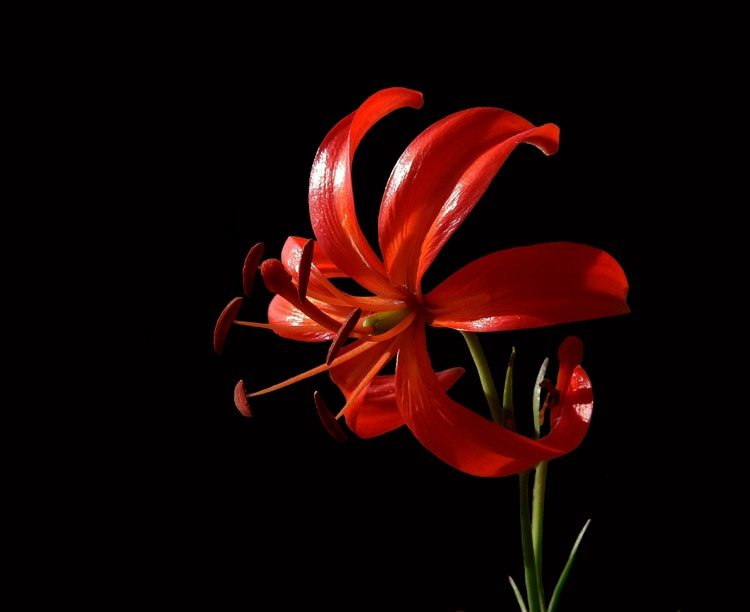 山丹丹开花红艳艳