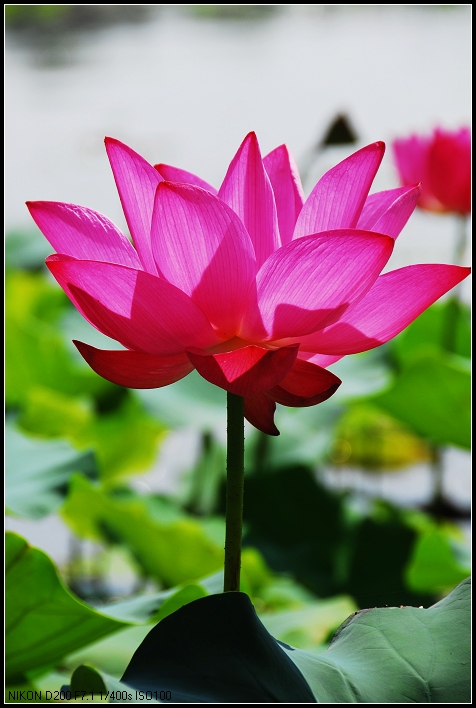 昨夜雷雨交加，濮上园荷花是否如旧。