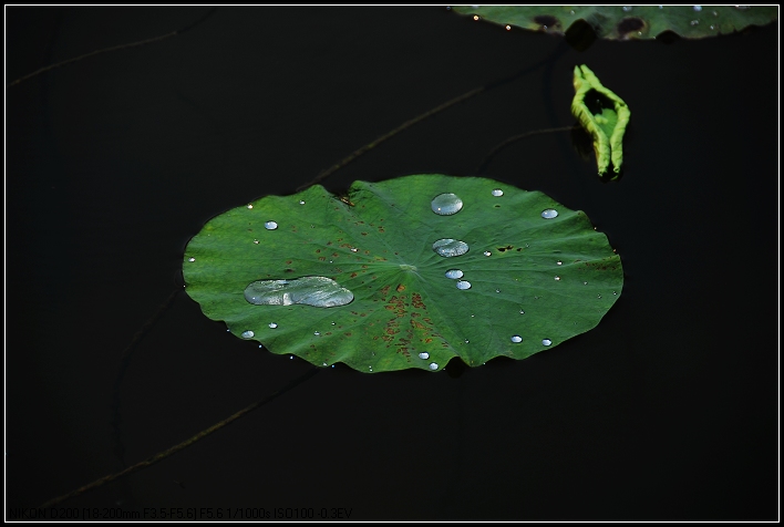 昨夜雷雨交加，濮上园荷花是否如旧。