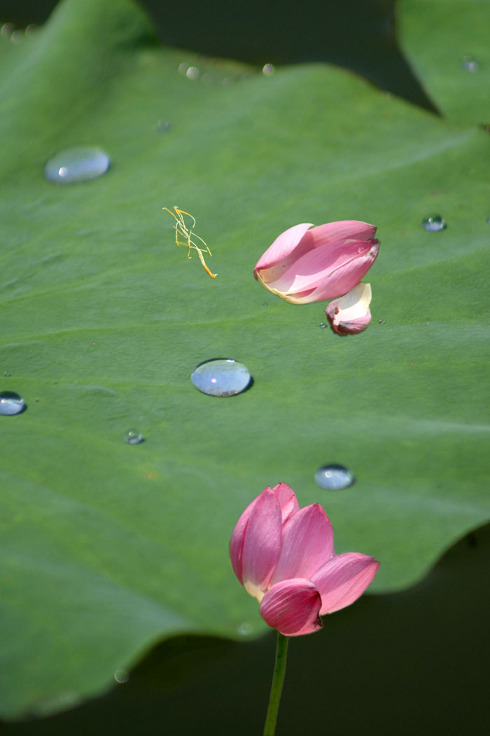 花瓣泪