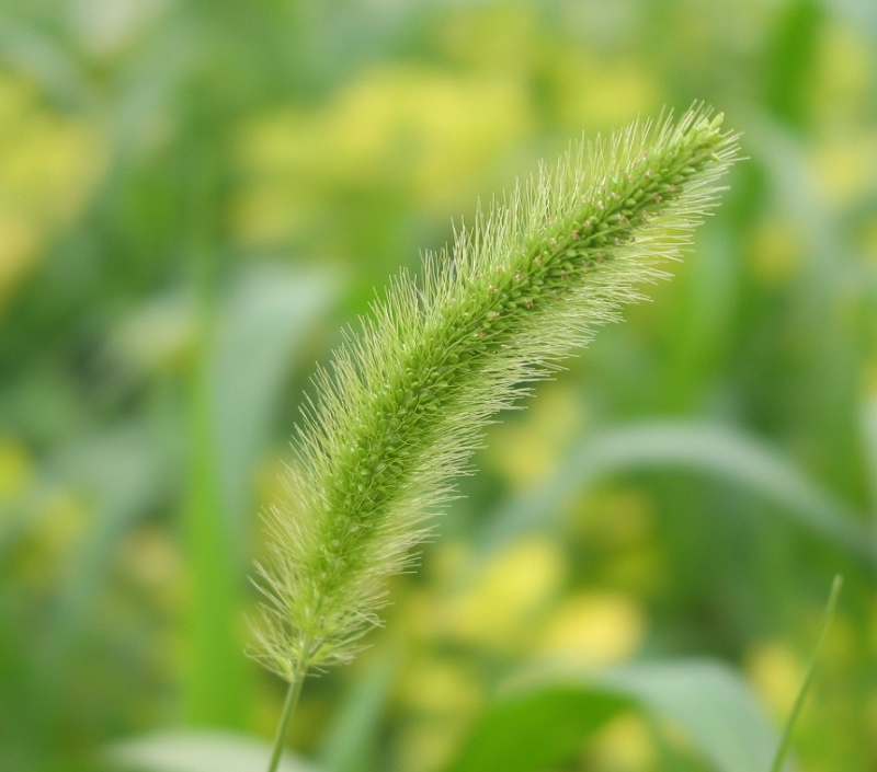 小草