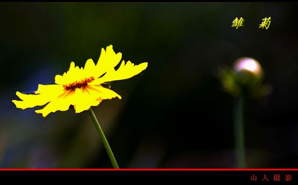 小花