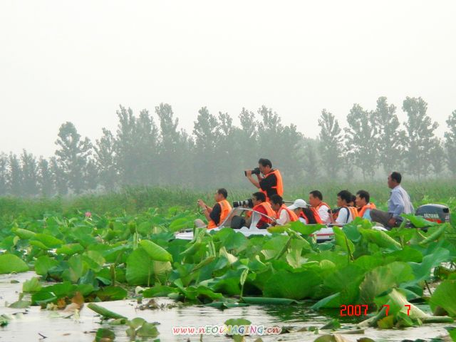 色友湖中采荷忙