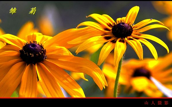 小花