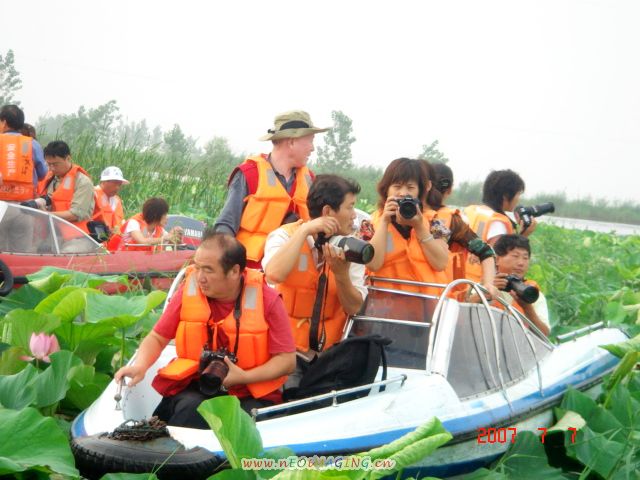色友湖中采荷忙