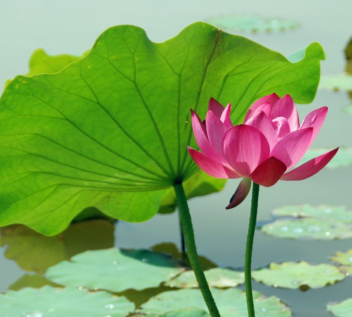 碧荷生幽泉，朝日艳且鲜
