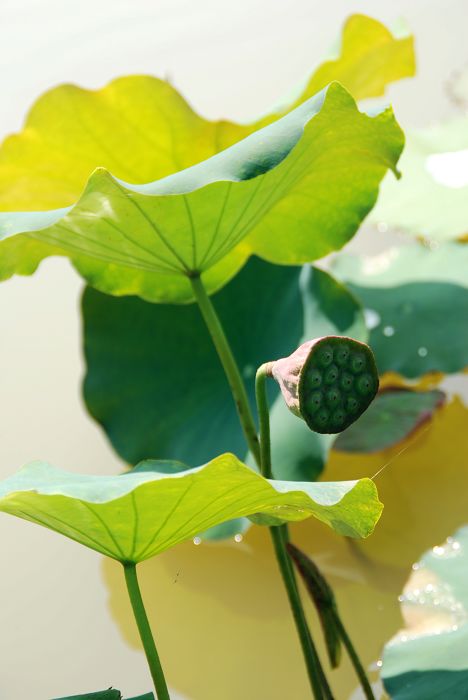 碧荷生幽泉，朝日艳且鲜