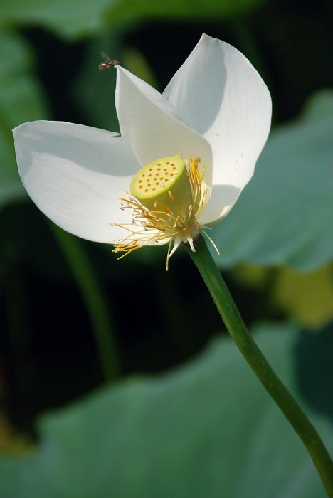 碧荷生幽泉，朝日艳且鲜