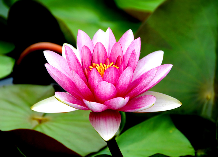 [原创][ 7.7微山湖采风活动 ]荷花仙子