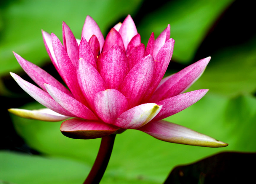 [原创][ 7.7微山湖采风活动 ]荷花仙子