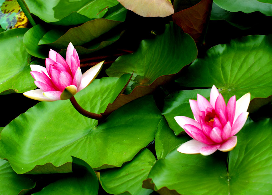 [原创][ 7.7微山湖采风活动 ]荷花仙子