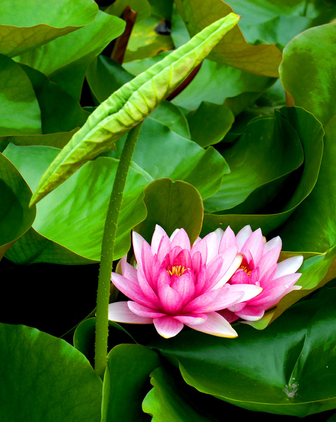 [原创][ 7.7微山湖采风活动 ]荷花仙子