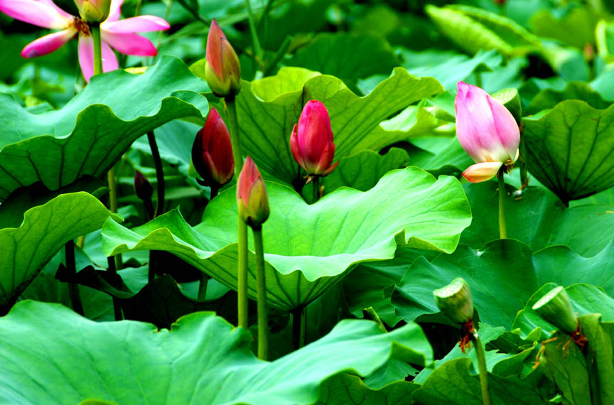 [原创][ 7.7微山湖采风活动 ]荷花仙子
