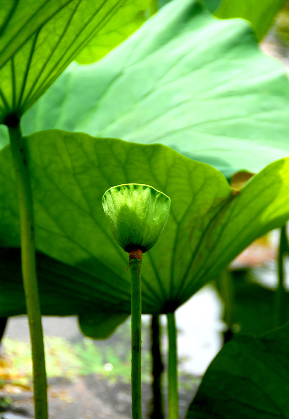 [原创][ 7.7微山湖采风活动 ]荷花仙子