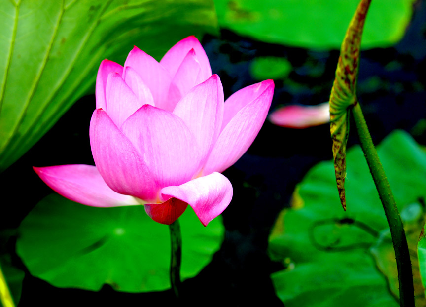 [原创][ 7.7微山湖采风活动 ]荷花仙子