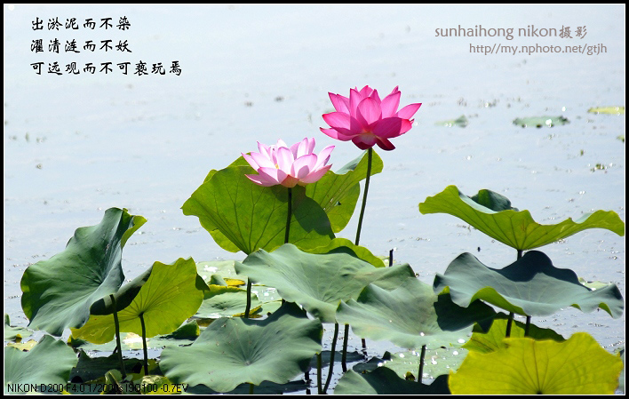 又见荷花开