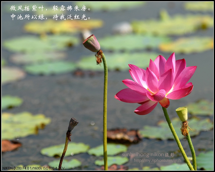 又见荷花开