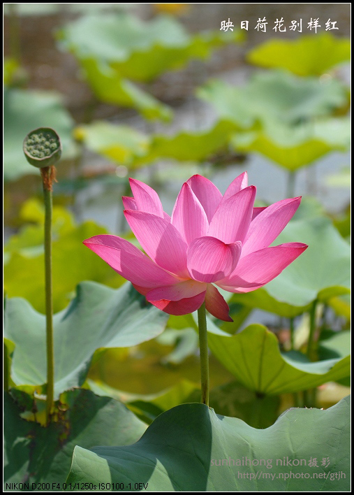 又见荷花开