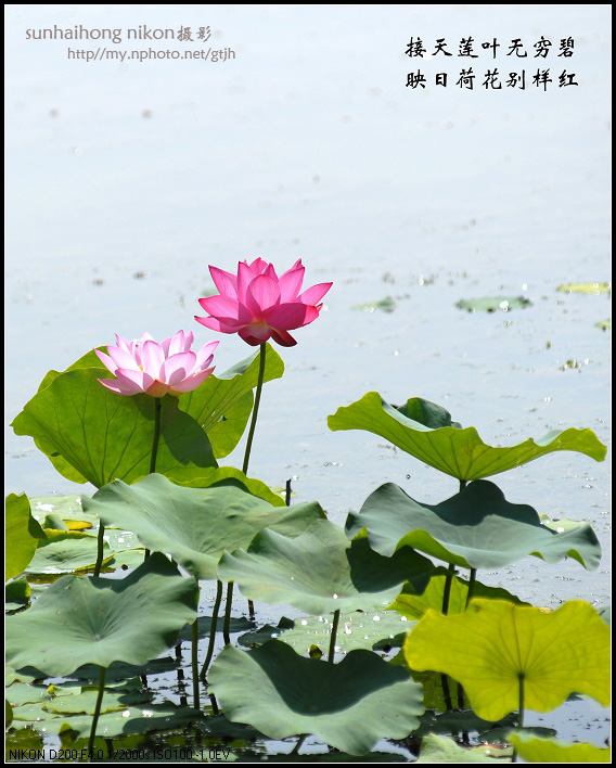 又见荷花开