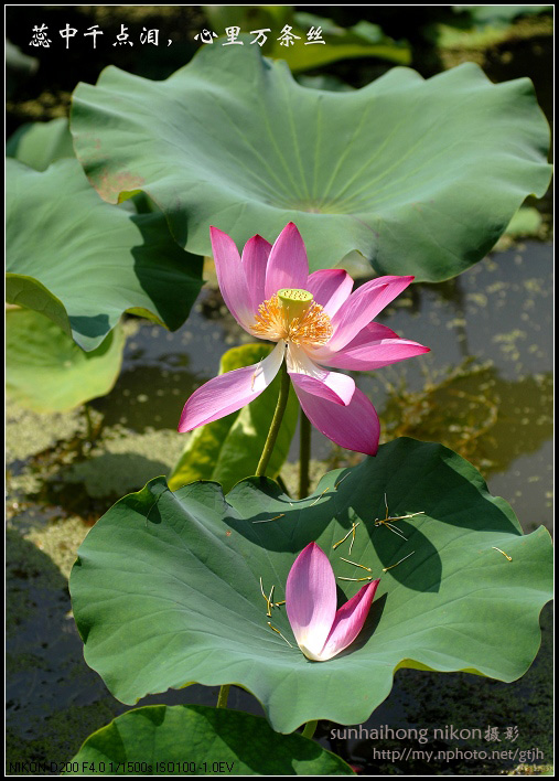 又见荷花开