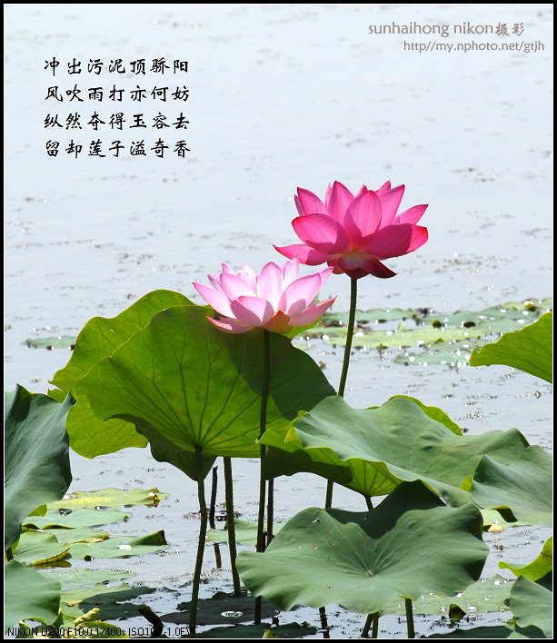 又见荷花开