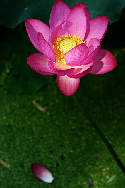 大家的荷花拍的美仑美奂，我也凑凑热闹，学校学习