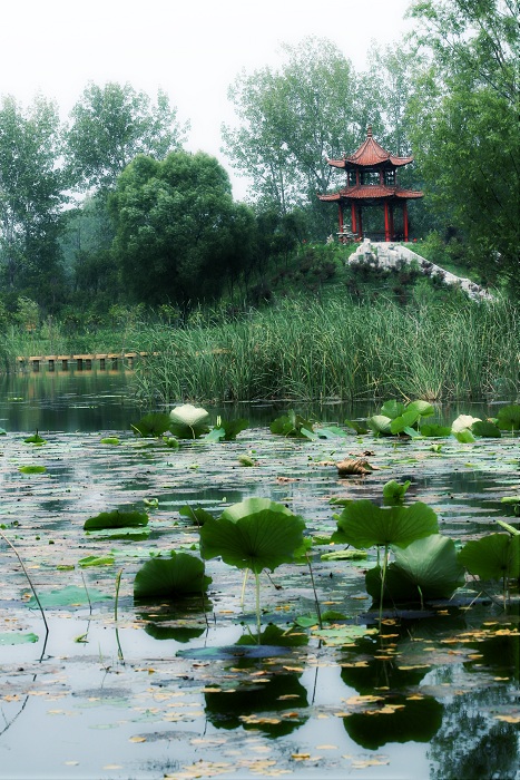 微山湖小景