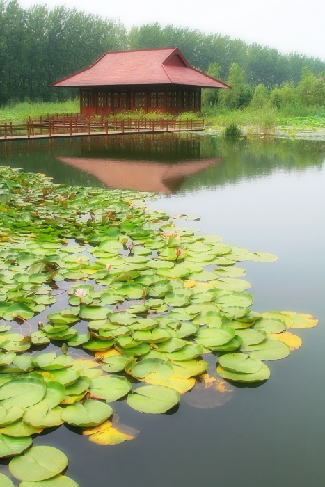 微山湖小景